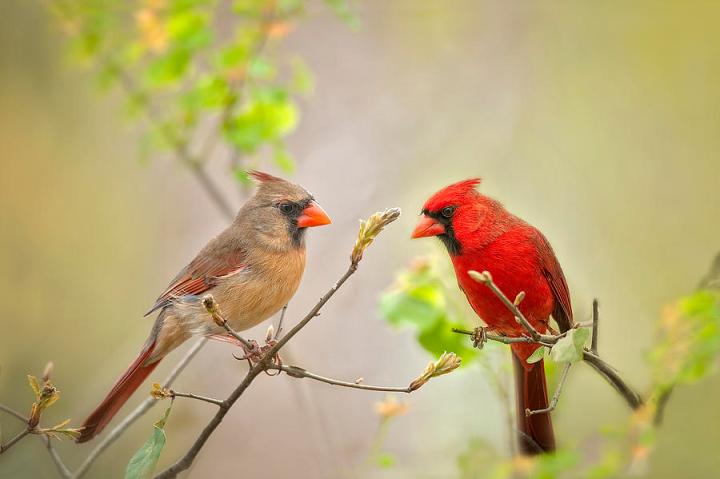 spring-cardinals-bonnie-barry