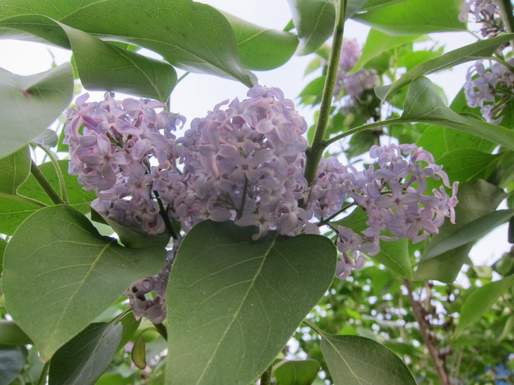 lilacs