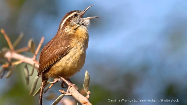 carolina-wren